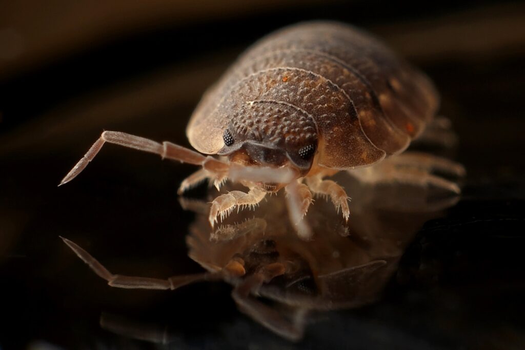 Bed Bug Exterminator Cost: A Comprehensive Guide (2023)